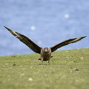 Great Skua