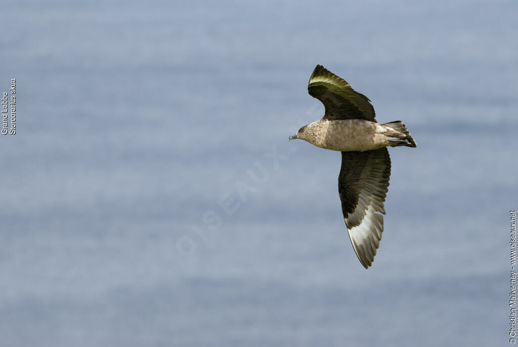 Great Skuaadult breeding, Flight