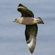 Great Skua