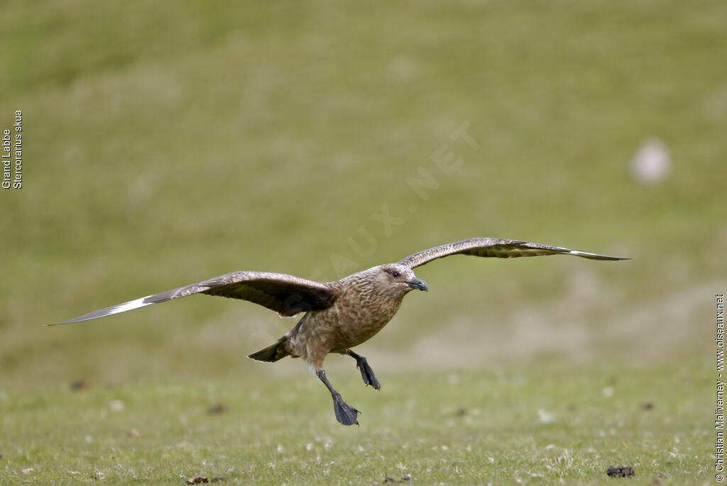 Great Skuaadult breeding, Flight