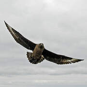 Great Skua