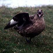 Great Skua