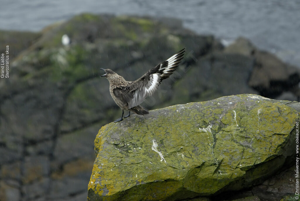 Great Skuaadult breeding, identification