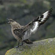 Great Skua