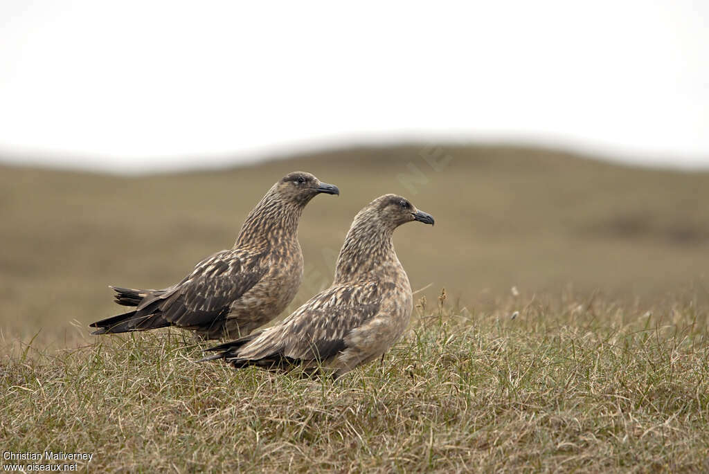 Great Skuaadult breeding, courting display, Behaviour