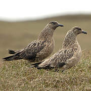 Great Skua