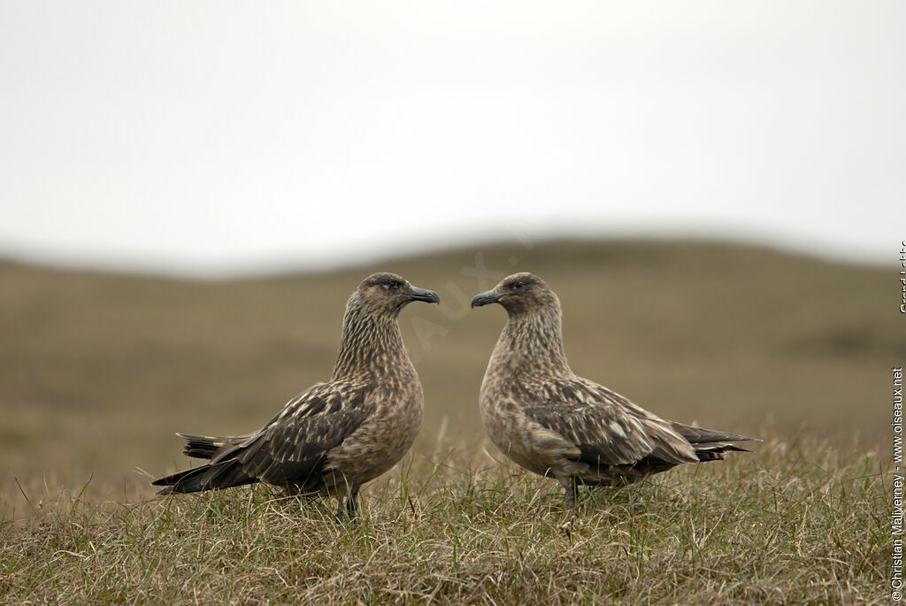 Grand Labbeadulte nuptial, identification