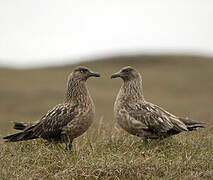 Great Skua