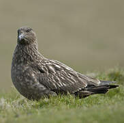 Great Skua