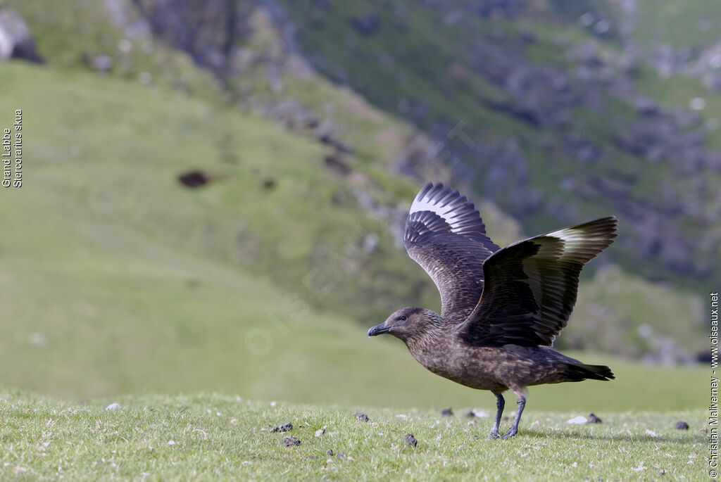 Great Skuaadult breeding, Flight