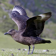 Great Skua