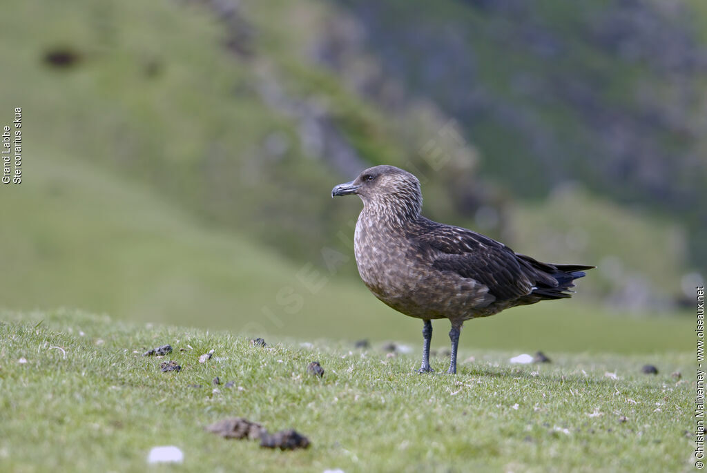 Great Skuaadult breeding, identification