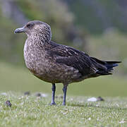 Great Skua