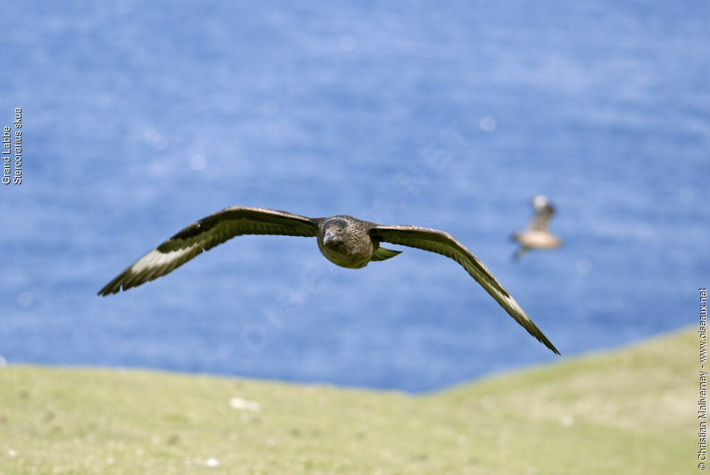 Great Skuaadult breeding, Flight