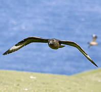 Great Skua