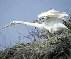 Grande Aigrette