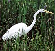 Grande Aigrette