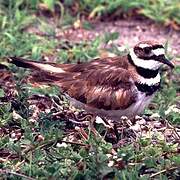 Killdeer