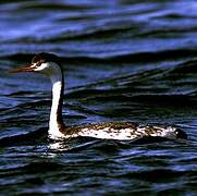 Clark's Grebe