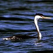 Clark's Grebe