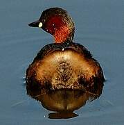 Little Grebe