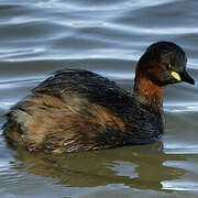 Little Grebe