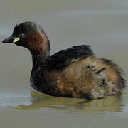 Little Grebe