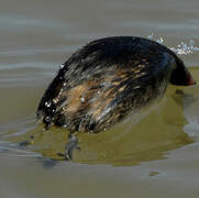 Little Grebe