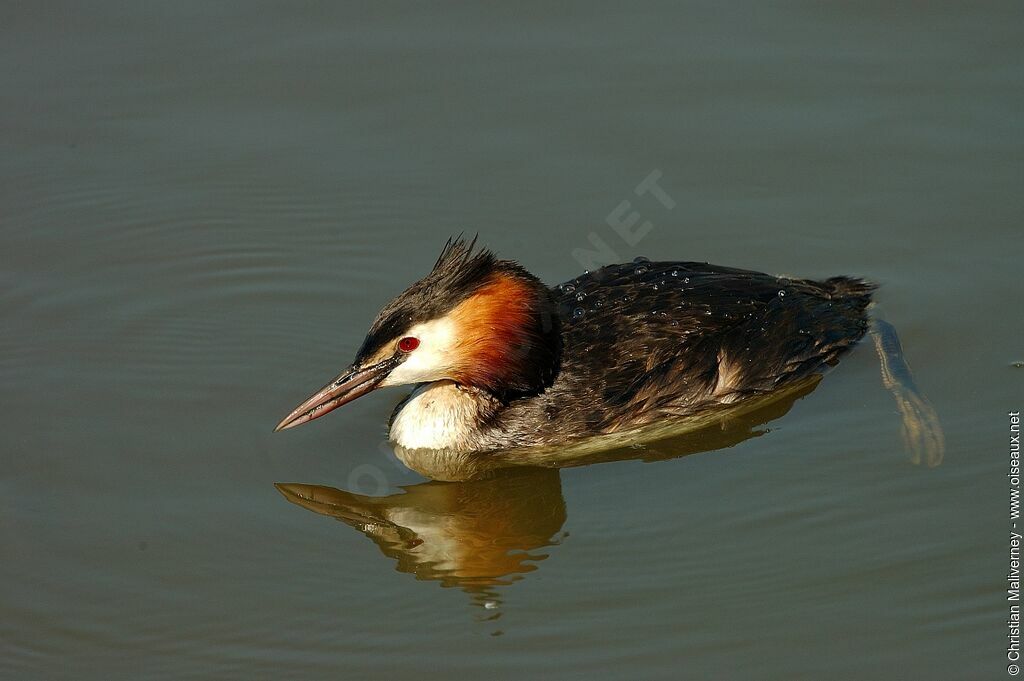 Great Crested Grebeadult breeding