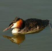 Great Crested Grebe