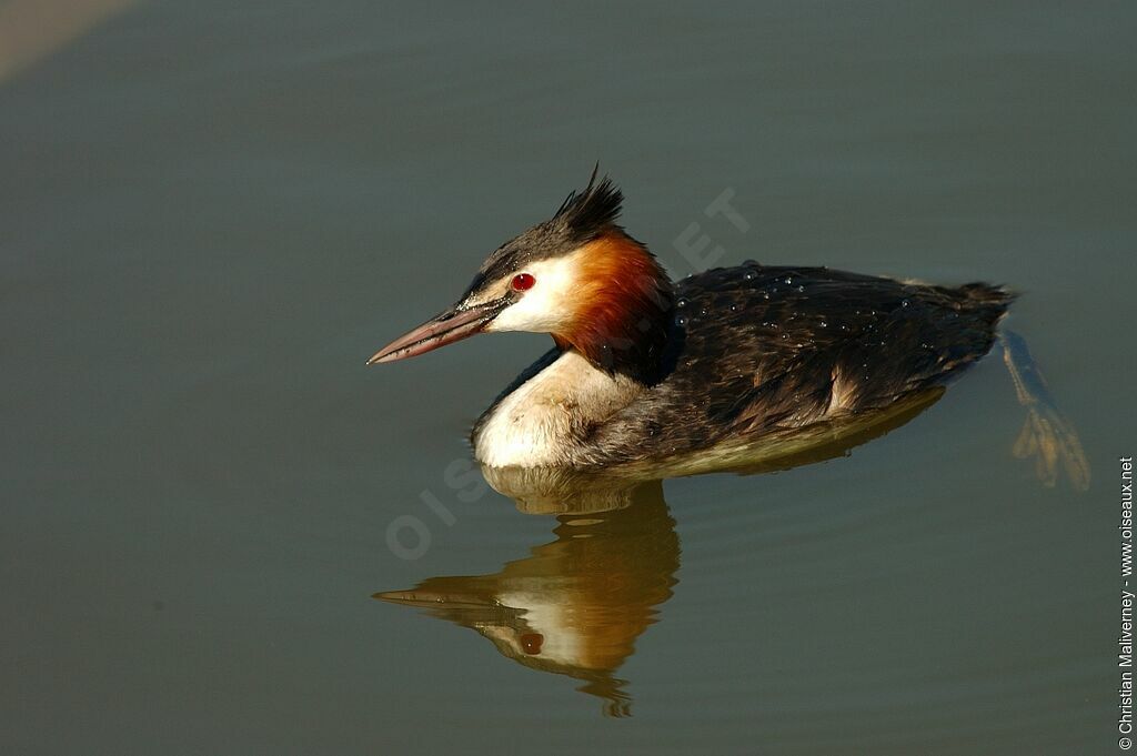 Great Crested Grebeadult breeding