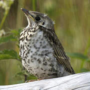 Song Thrush