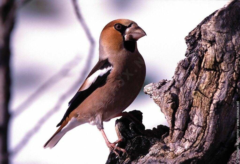 Hawfinch male adult post breeding