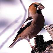 Hawfinch