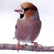 Hawfinch