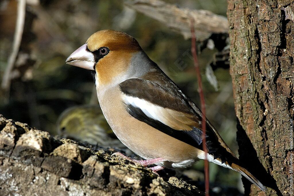 Hawfinch male adult post breeding