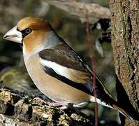 Hawfinch