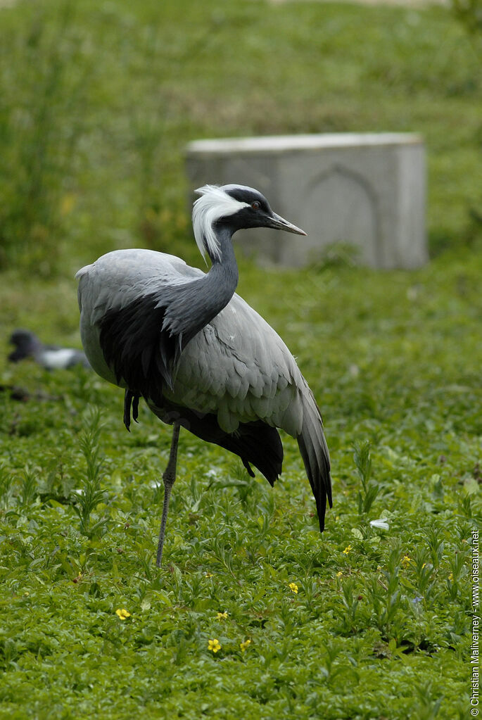 Grue demoiselleadulte, identification