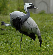 Demoiselle Crane