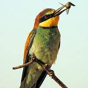 European Bee-eater