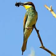 European Bee-eater