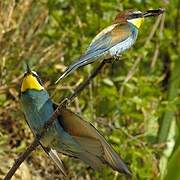 European Bee-eater