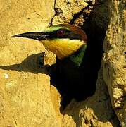 European Bee-eater