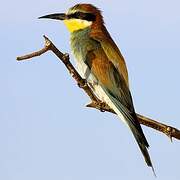 European Bee-eater