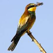 European Bee-eater