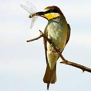 European Bee-eater