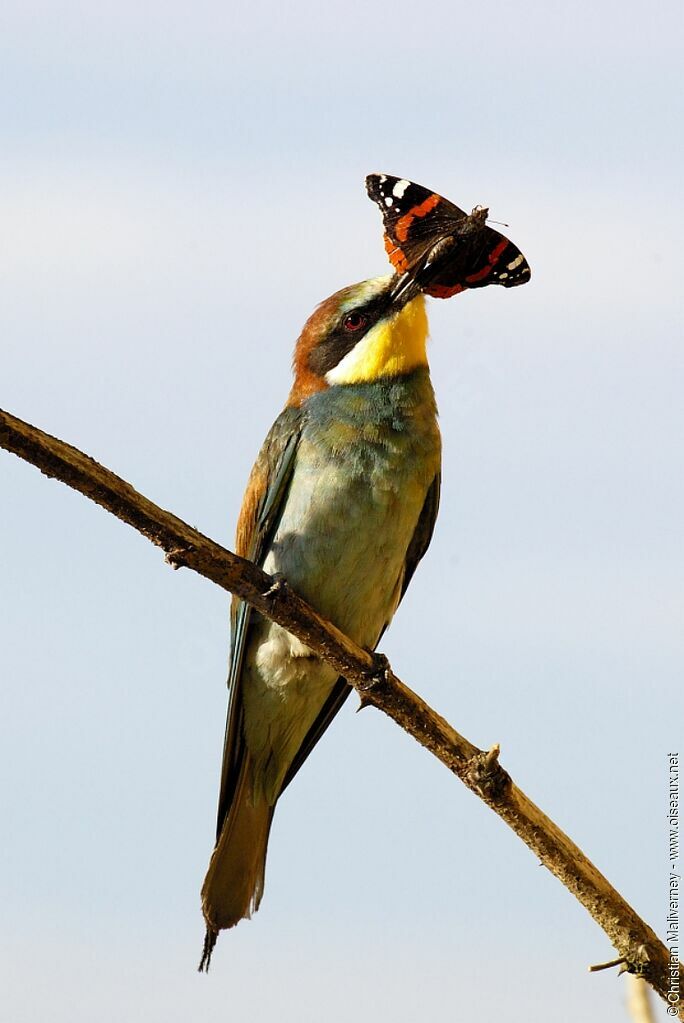 European Bee-eateradult breeding