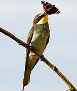 European Bee-eater