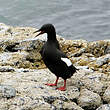 Guillemot à miroir