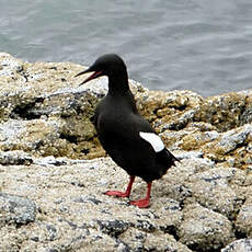 Guillemot à miroir